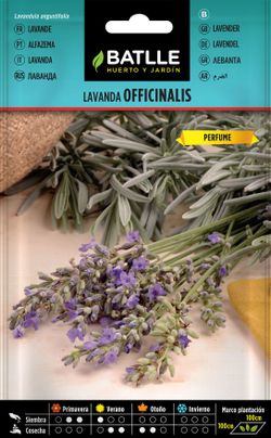 Semilla aromática de lavanda, Lavanda officinalis.