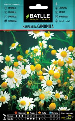 Semilla aromática de manzanilla, camomila