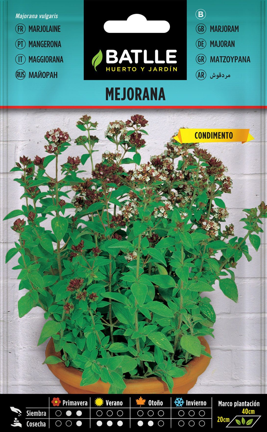 Semilla aromática de mejorana, manjerona da horta