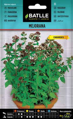Semilla aromática de mejorana, manjerona da horta