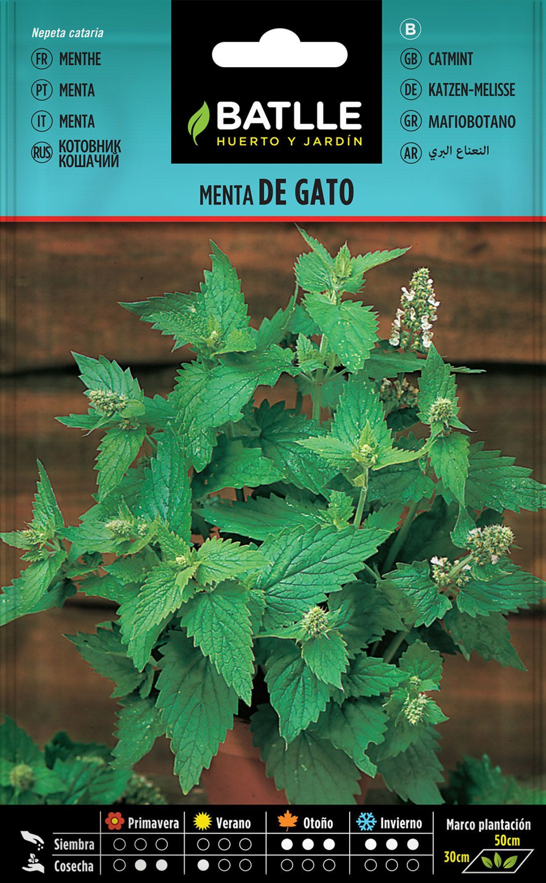 Semilla aromática de menta de gato, nepeta