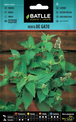 Semilla aromática de menta de gato, nepeta