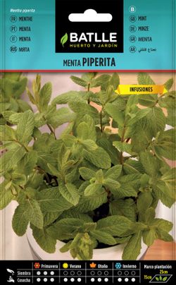 Semilla aromática de menta piperita, Mentha piperita