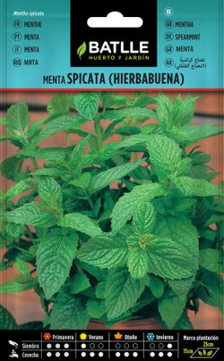 Semilla aromática de menta spicata, Mentha spicata