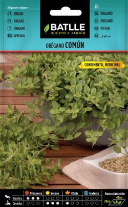 Semilla aromática de orégano común, oregos da montanha