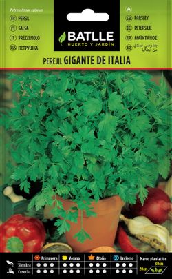 Semilla aromática de perejil gigante de italia, salsa, petroselinum sativum