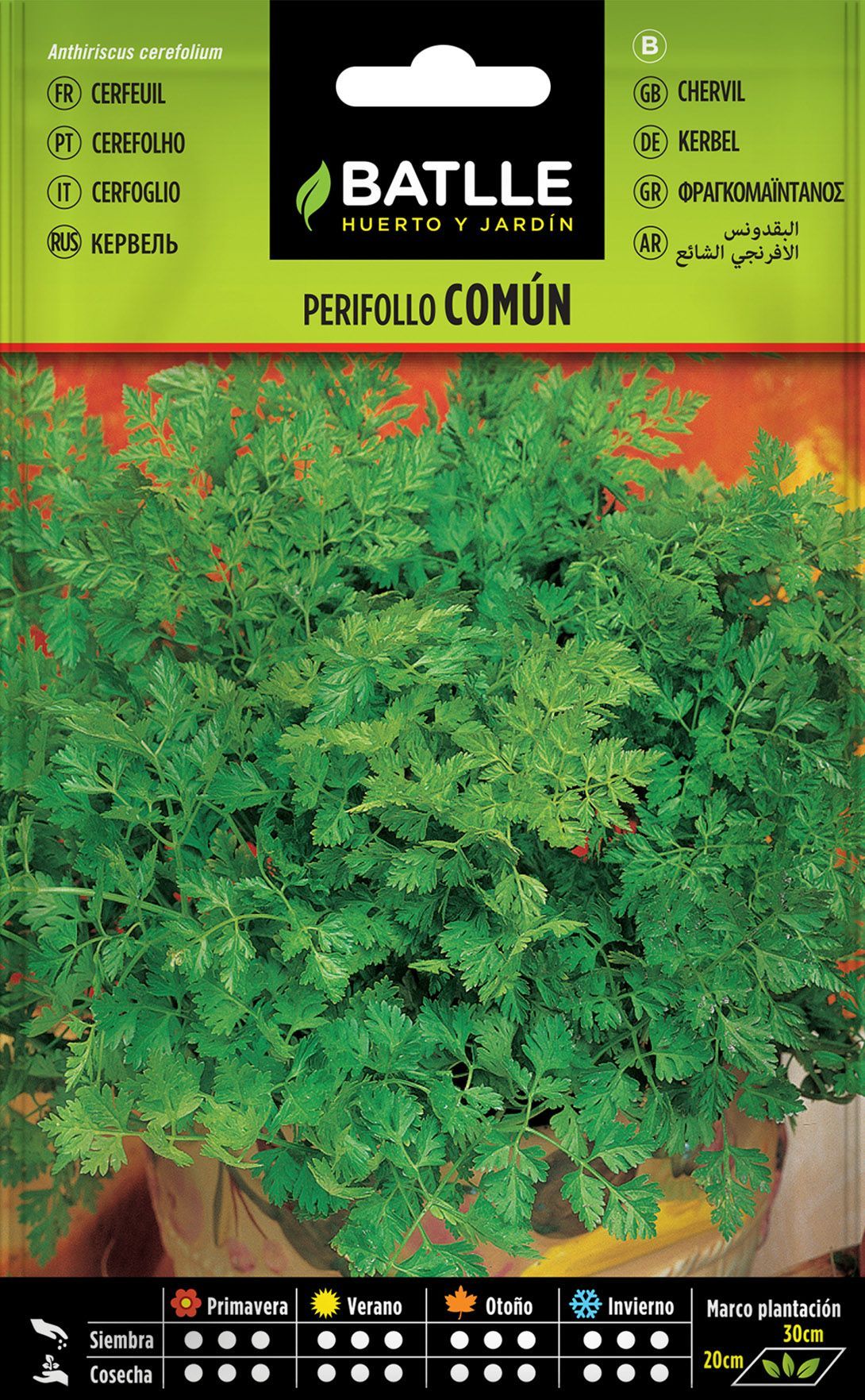 Semilla aromática de perifollo, cerefolio común, anthiriscus cerefolium.