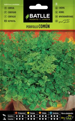 Semilla aromática de perifollo, cerefolio común, anthiriscus cerefolium.