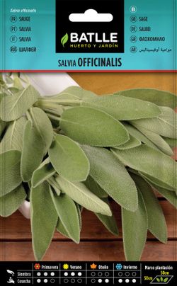 Semilla aromática de salvia, salvia officinalis.