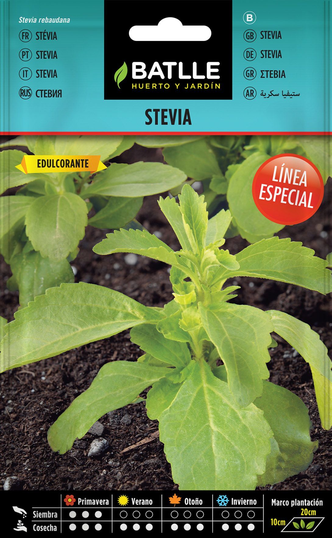 Semilla aromática de stevia, Stevia rebaudana