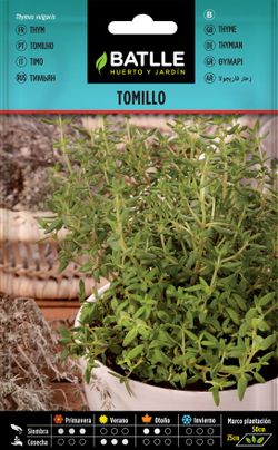 Semilla aromática de tomillo, tomilho de inverno, thymus vulgaris.