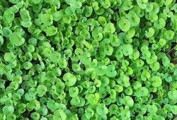 Semilla césped dichondra repens, 200 gr.