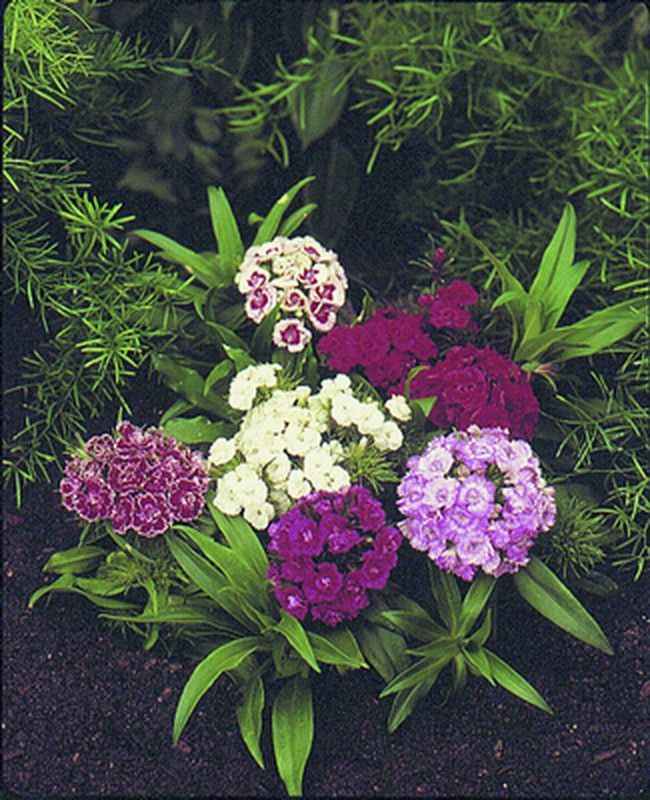 Semilla Clavel del Poeta