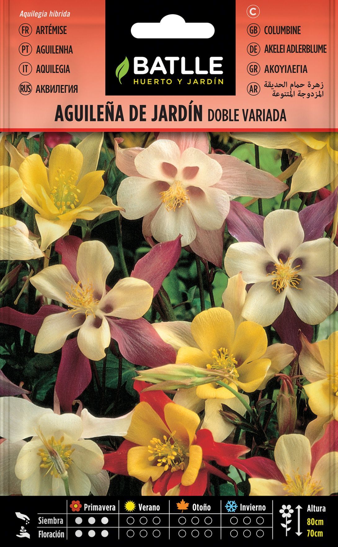 Semilla de aguileña de jardín híbrida doble variada, aquilegia de jardim, aquilegui hybrida