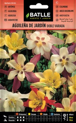 Semilla de aguileña de jardín híbrida doble variada, aquilegia de jardim, aquilegui hybrida