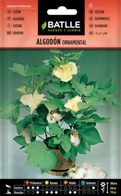 Semilla de algodón ornamental, algodao, gossypium herbaceum