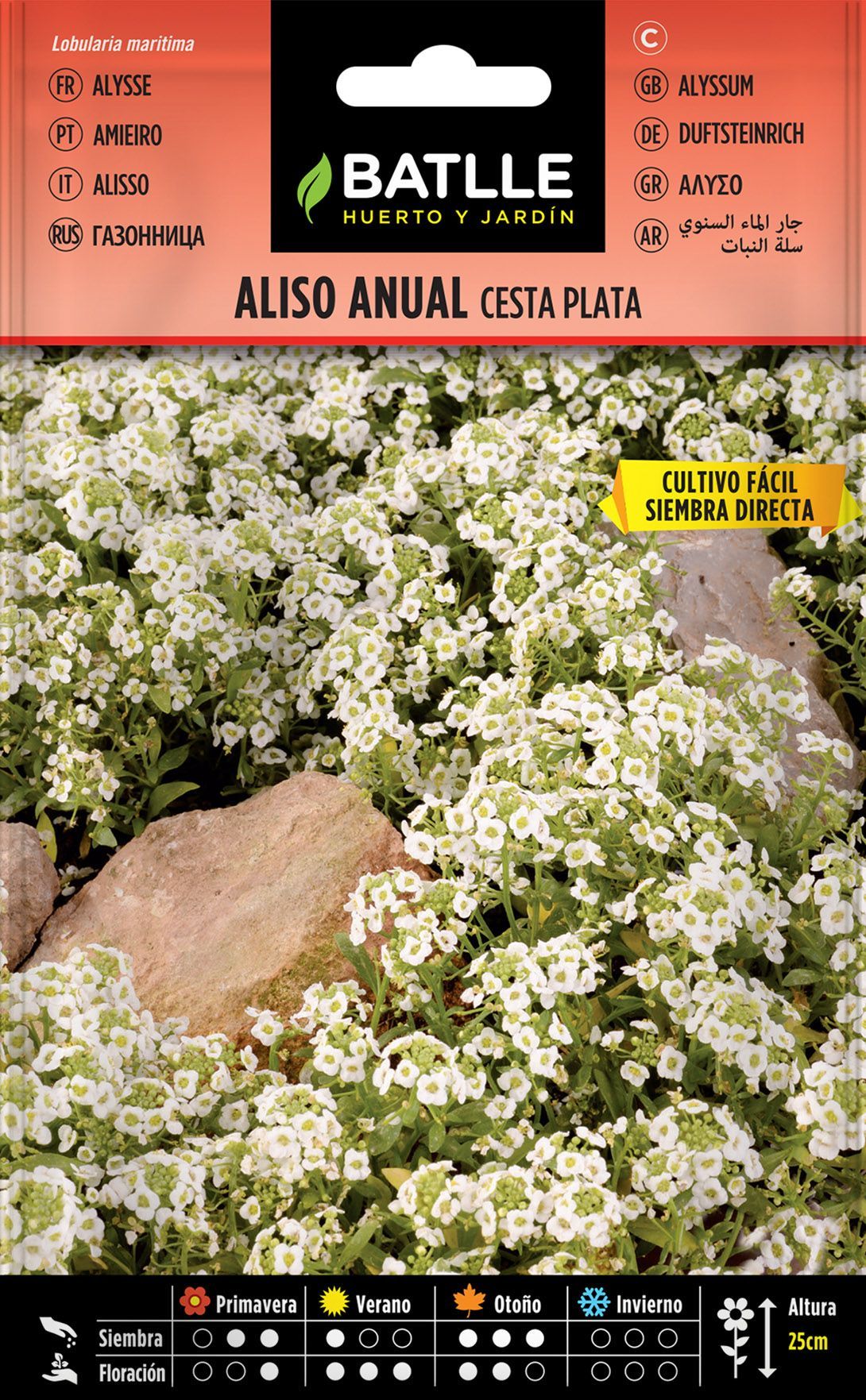 Semilla de aliso anual cesta de plata, alyssum