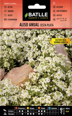 Semilla de aliso anual cesta de plata, alyssum