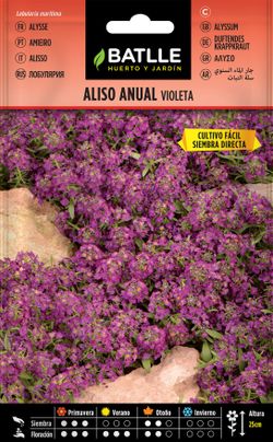 Semilla de aliso anual violeta, acafate violeta, alyssum maritimum.