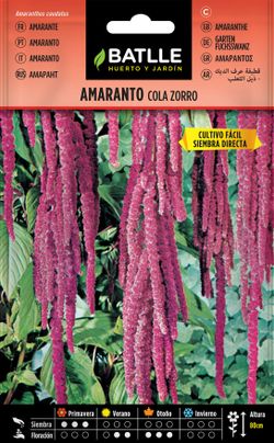 Semilla de amaranto cola de zorro, amaranthus caudatus