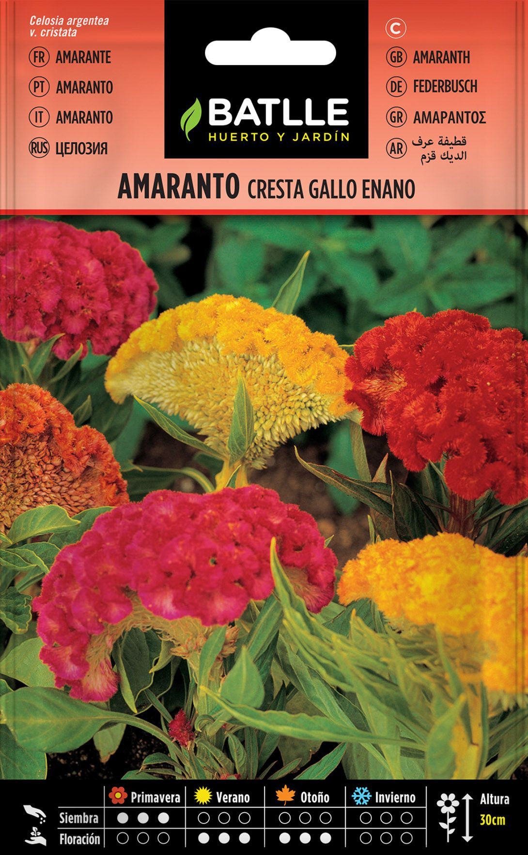 Semilla de amaranto cresta de gallo enano