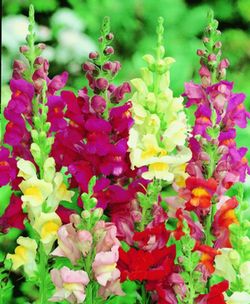 Semilla de Anthirrinum Alto Flor Grande Variado