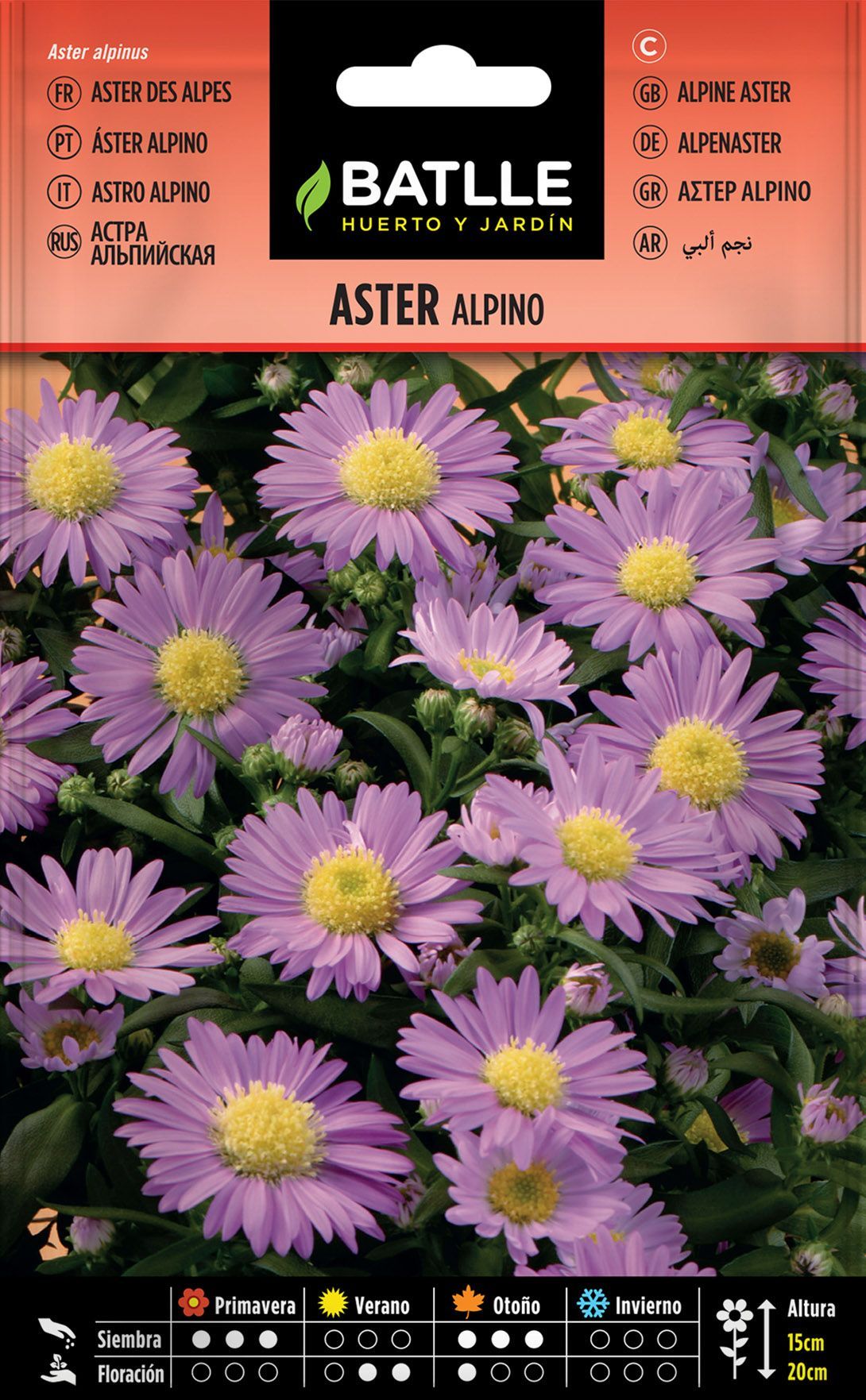 Semilla de aster alpino, aster alpinus.