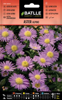 Semilla de aster alpino, aster alpinus.