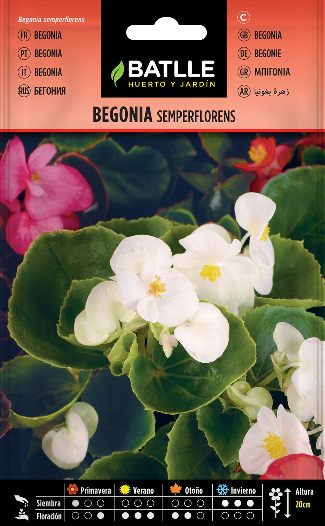Semilla de begonia semperflorens variada, begonia sempre flor em mistura