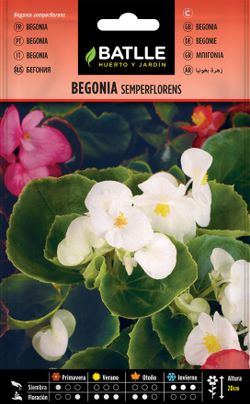 Semilla de begonia semperflorens variada, begonia sempre flor em mistura