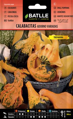 Semilla de calabacitas adorno variadas, cucurbita pepo
