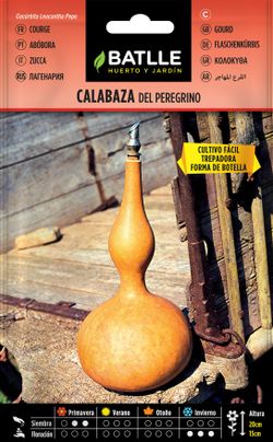 Semilla de calabaza del peregrino, cucurbita leucantha pepo