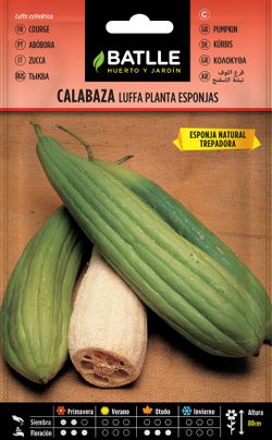 Semilla de calabaza luffa planta de las esponjas,  luffa cylindrica
