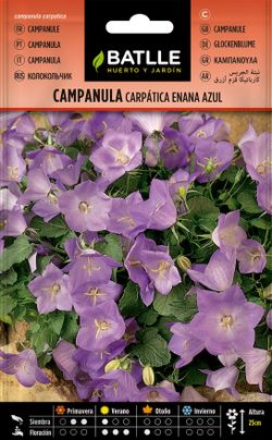 Semilla de campanula carpatica enana azul, campanula carpatica