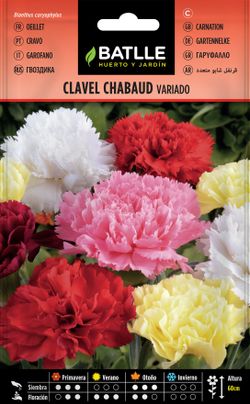 Semilla de clavel chabaud doble variado, dianthus caryophillus