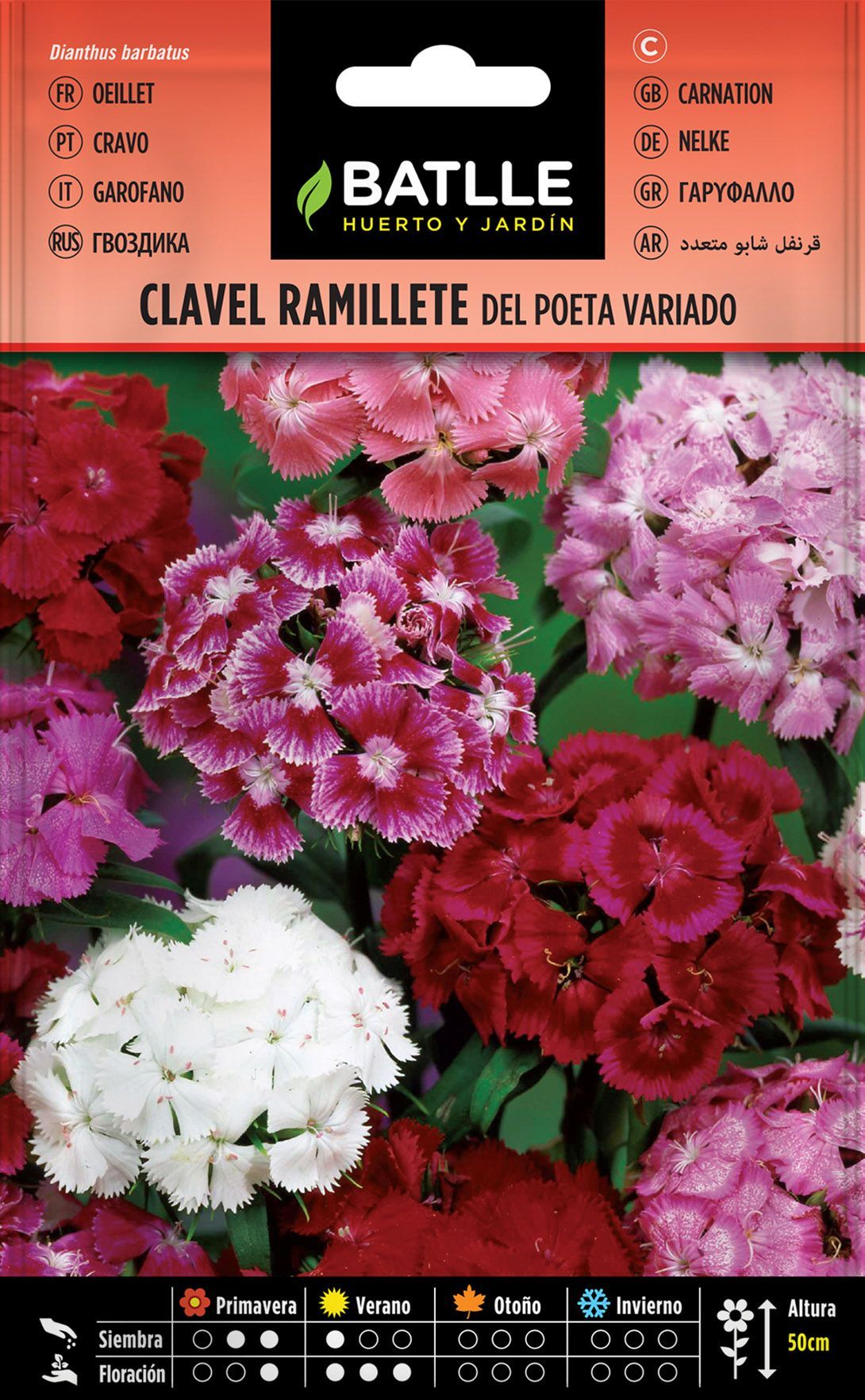 Semilla de clavel ramillete del poeta doble variado, dianthus barbatus