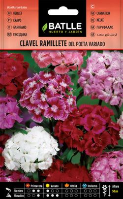 Semilla de clavel ramillete del poeta doble variado, dianthus barbatus