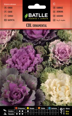 Semilla de col ornamental variada, couve de jardim.