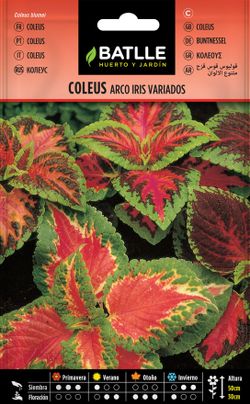 Semilla de coleus arco iris variados