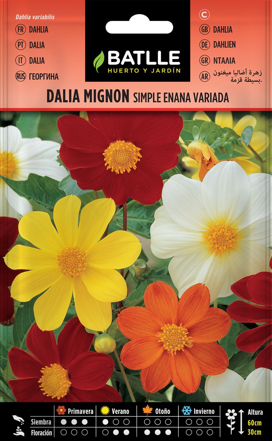 Semilla de dalia mignon simple enana variada, dahlia variabilis