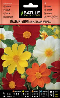 Semilla de dalia mignon simple enana variada, dahlia variabilis