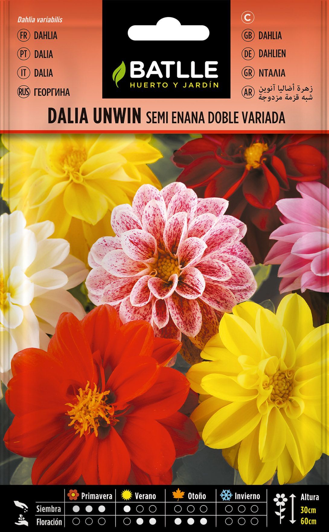 Semilla de dalia unwin semi enana doble variada, dahlia variabilis