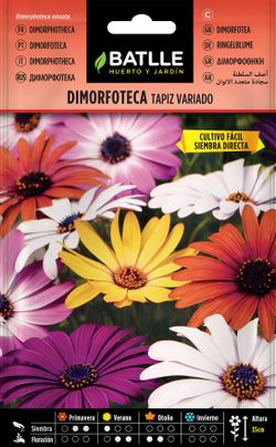 Semilla de dimorfoteca tapiz variado, dimorphoteca sinuata