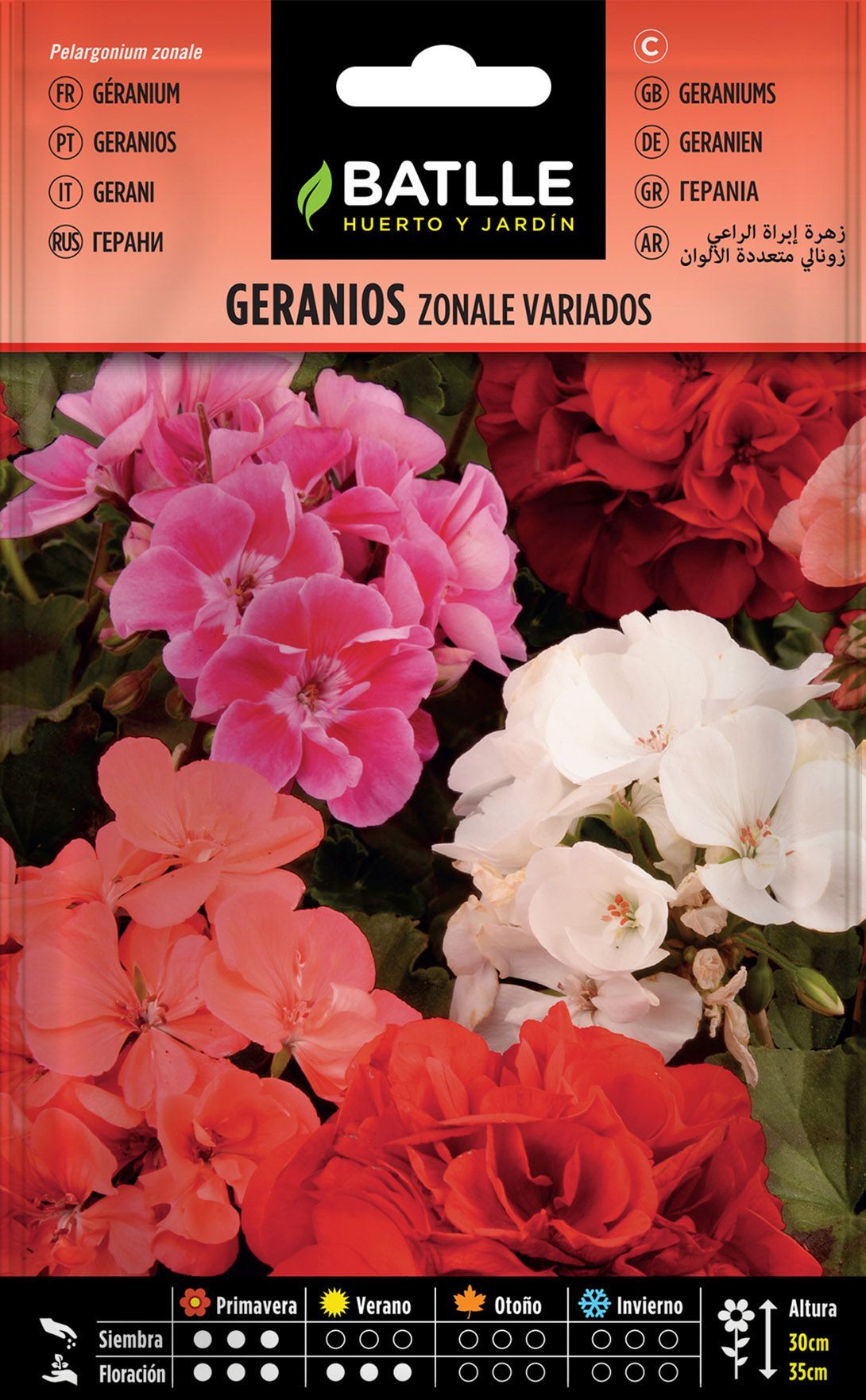 Semilla de geranios zonal variados, pelargonium zonale.