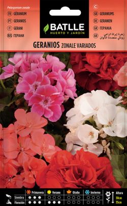 Semilla de geranios zonal variados, pelargonium zonale.