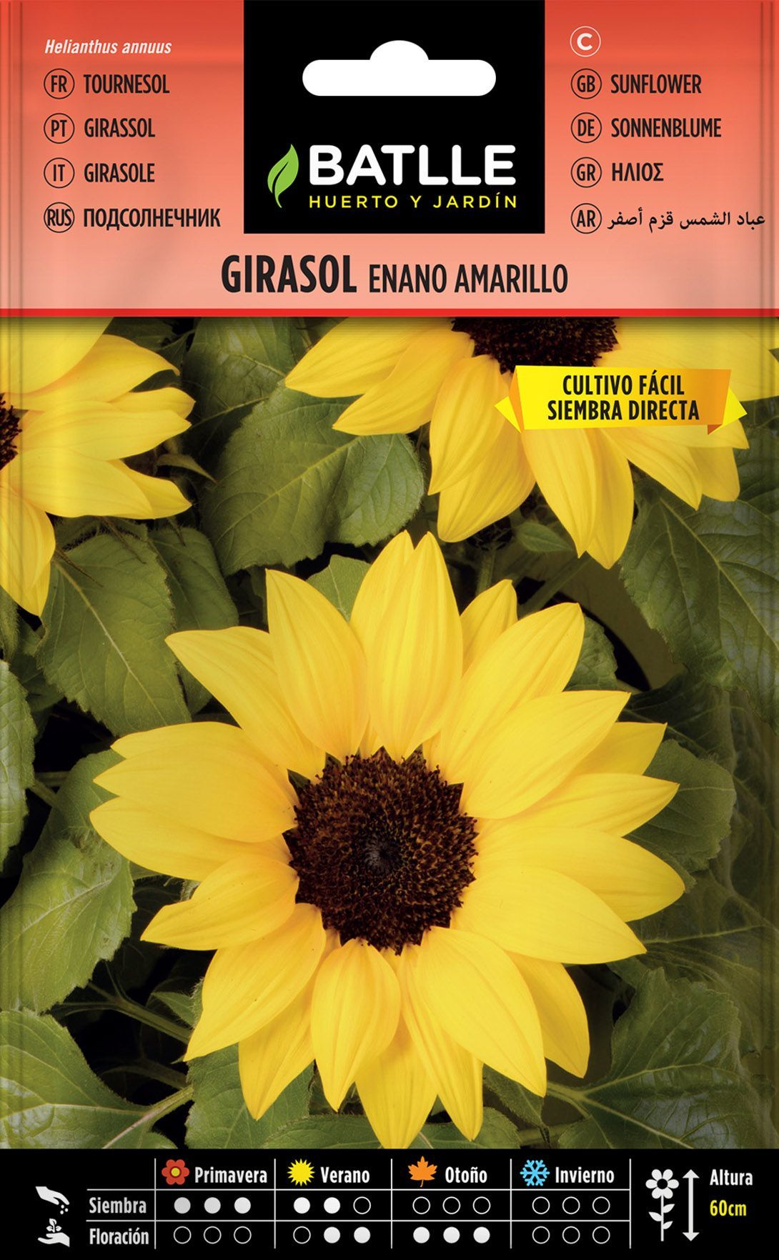 Semilla de girasol enano amarillo,  helianthus annus