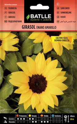Semilla de girasol enano amarillo,  helianthus annus