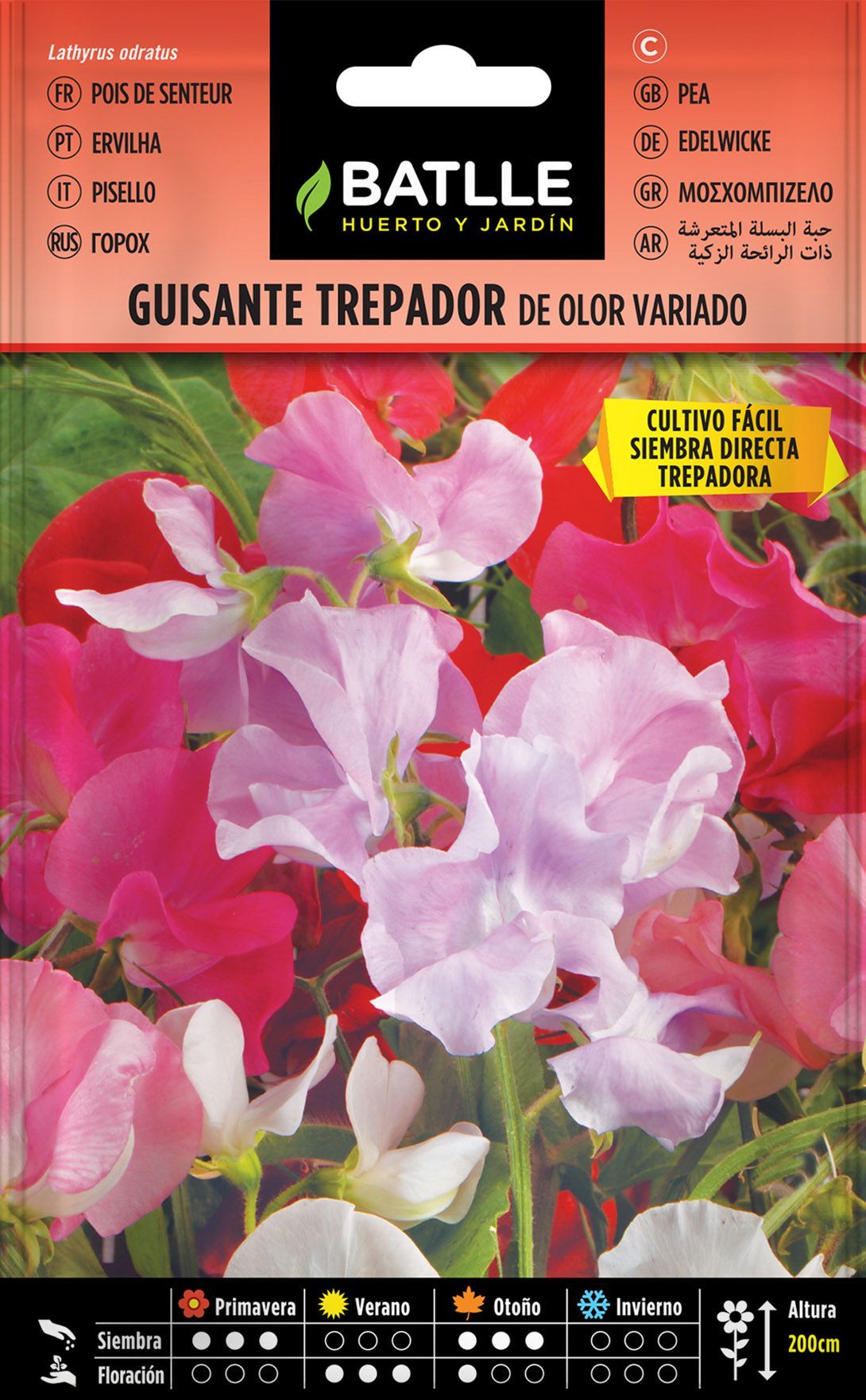 Semilla de guisante trepador de olor variados, lathyrus odoratus