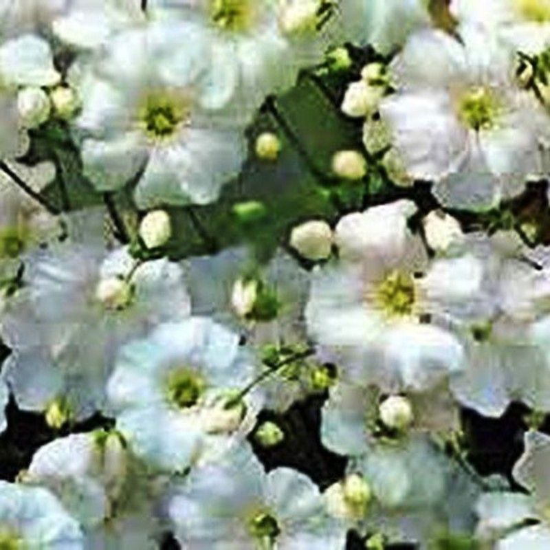 Semilla de Gypsophila Blanca