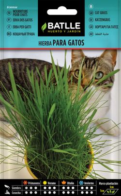Semilla de hierba para gatos, erva dos gatos, graminae.